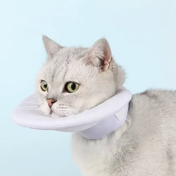 Collier de récupération pratique double face pour chat