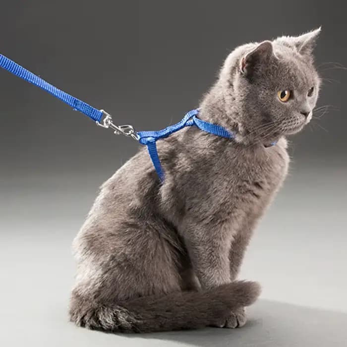 Collier réglable en nylon pour animal de compagnie