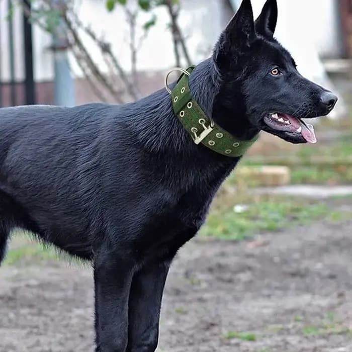 Colliers militaires épais et larges pour chiens de grande taille
