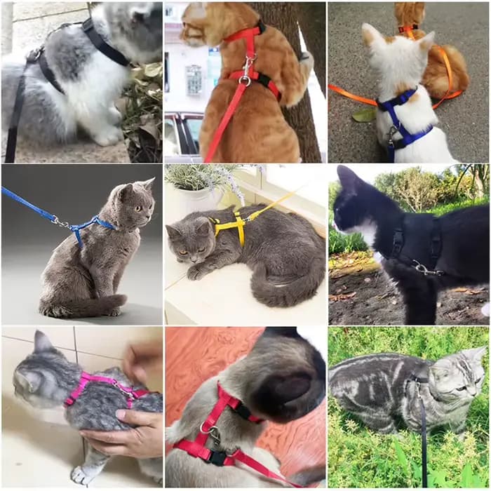 Collier réglable pour animaux de compagnie