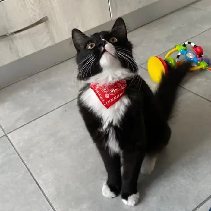 Collier bandana imprimé pour animaux de compagnie