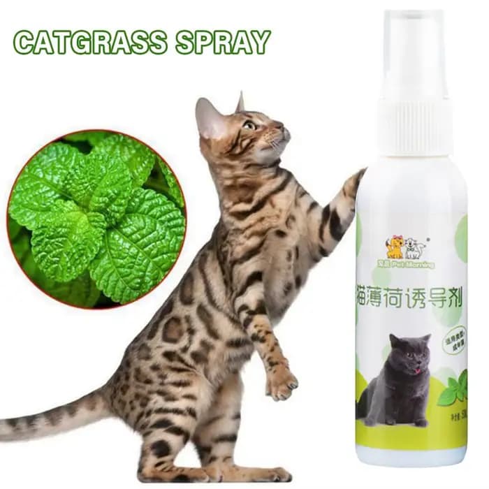 Spray d'herbe à chat pour chat, naturel, sain, sûr, effet à long terme, chatons, attractif, entraînement pour animaux de compagnie, fournitures pour animaux de compagnie, 50ml