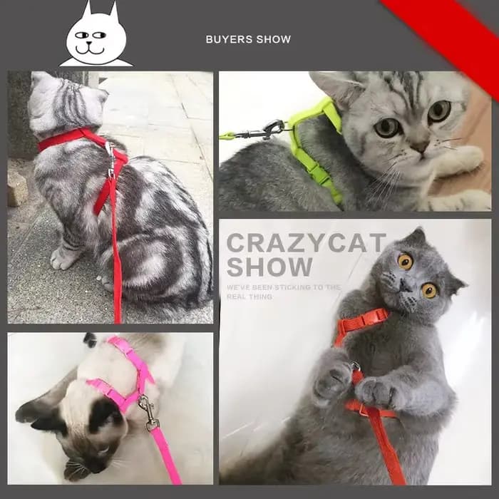 Collier de harnais pour petit chien et chat