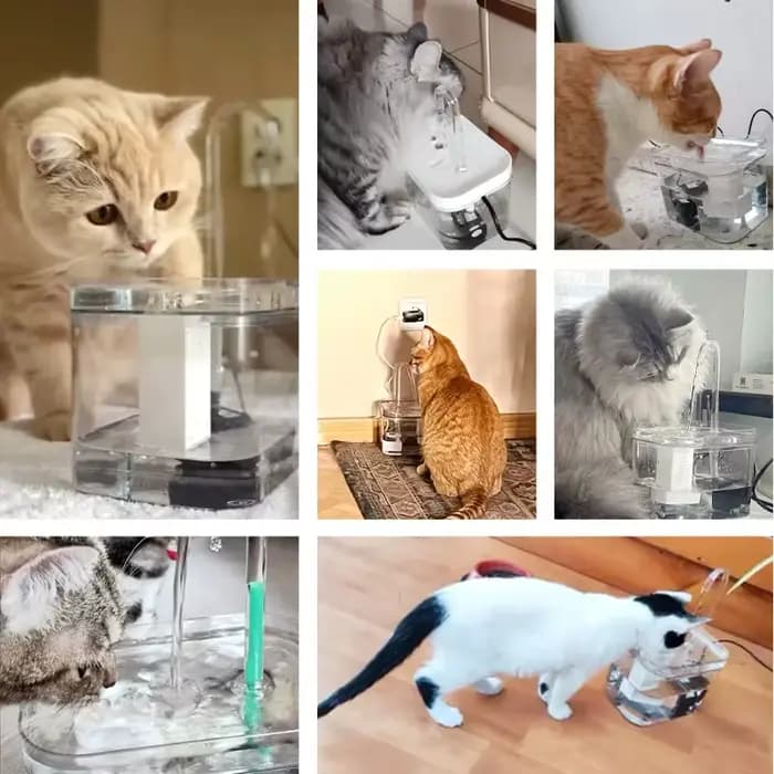 Fontaine à eau pour chat