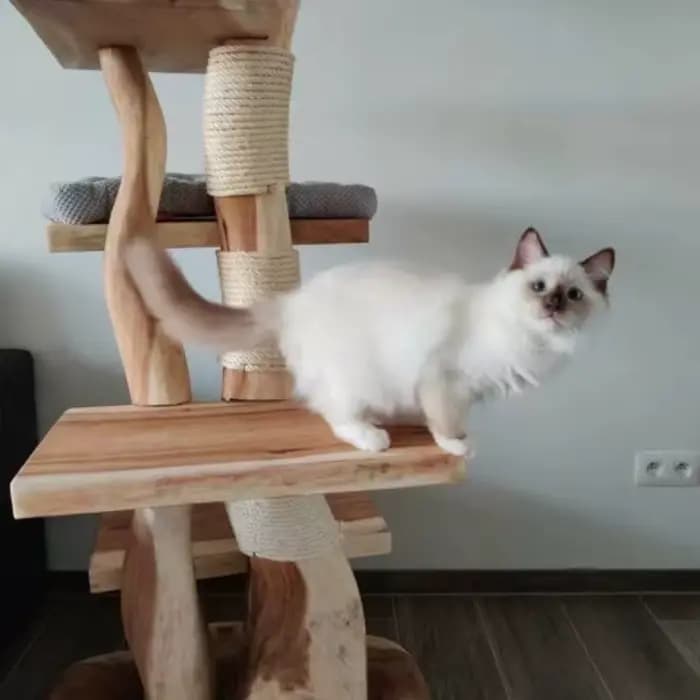 Arbre à chat en bois d'intérieur moderne de haute qualité