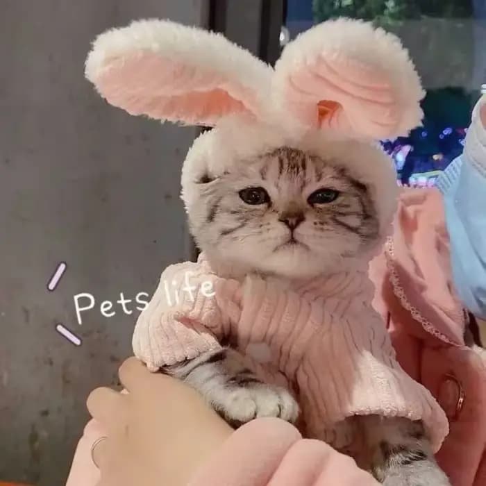 Pull d'hiver pour chat