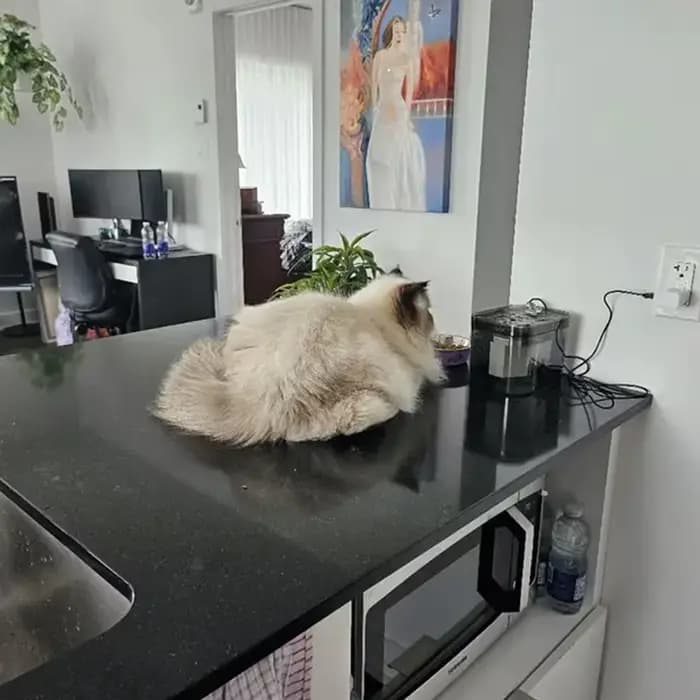 Fontaine d'eau pour chat avec filtre automatique USB
