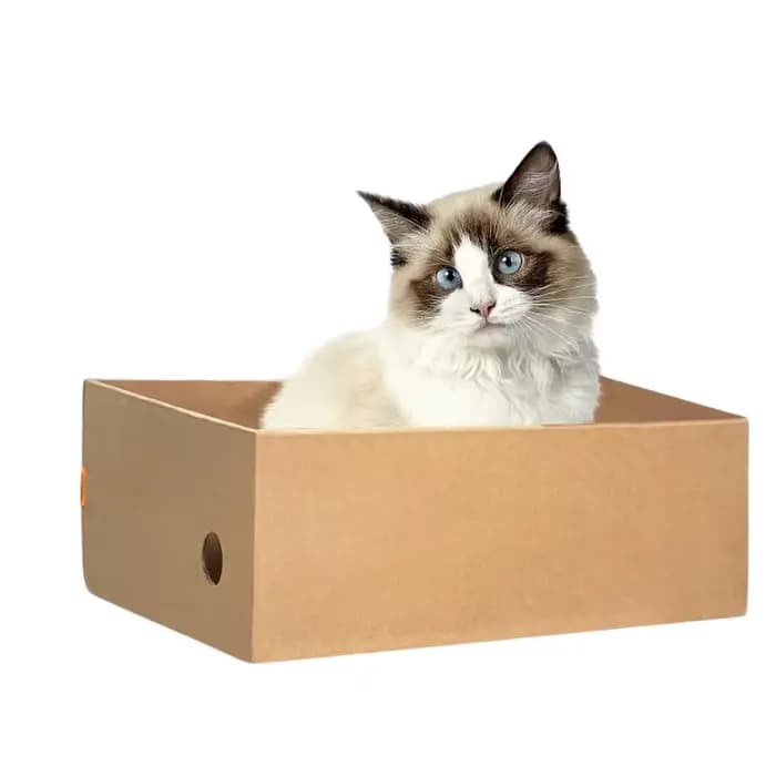Lot de 4 boîtes en carton pour griffoir de chat pour chats d'intérieur