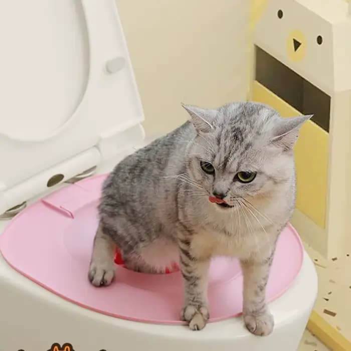 Meilleur kit d'apprentissage de la propreté pour chat en plastique