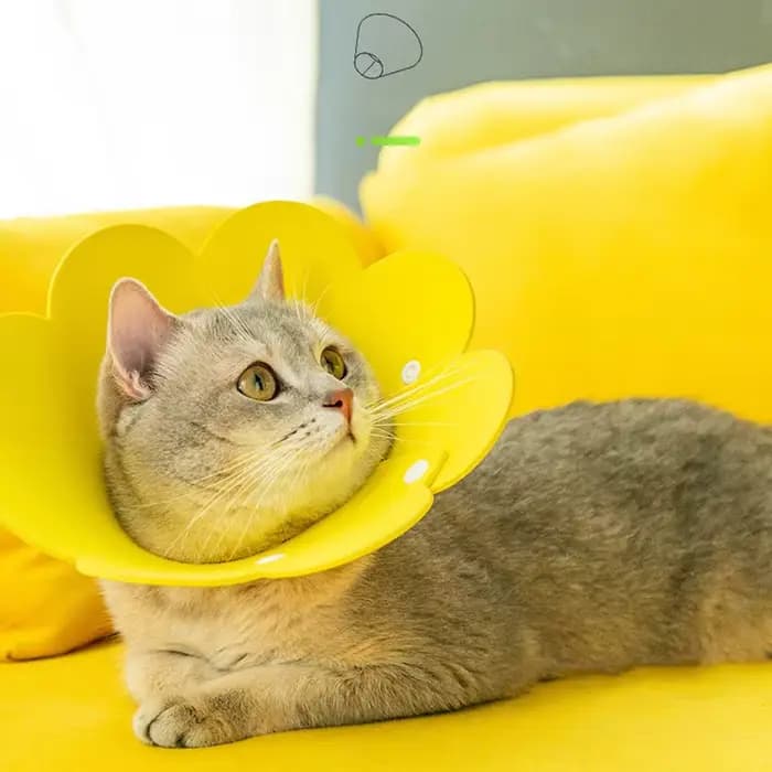 Colliers de récupération réglables en forme de fleur pour chat