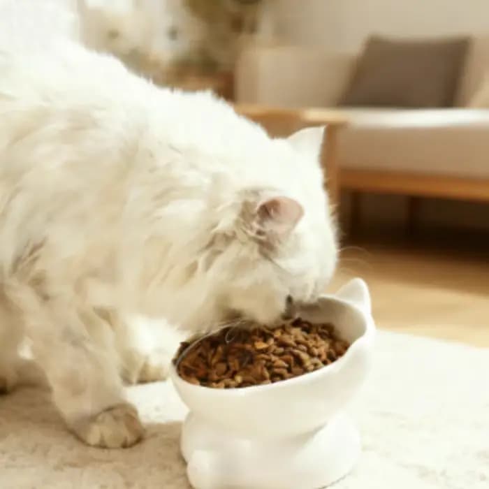 Bol en céramique mignon pour chat avec pieds surélevés
