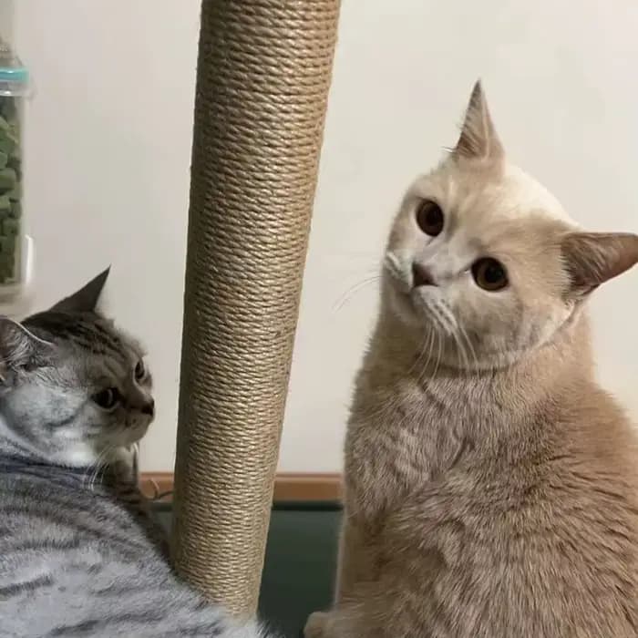Poteau à gratter pour chat en forme d'arbre