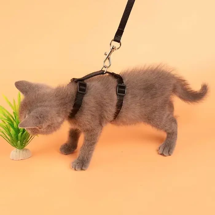 Collier de harnais pour petit chien et chat