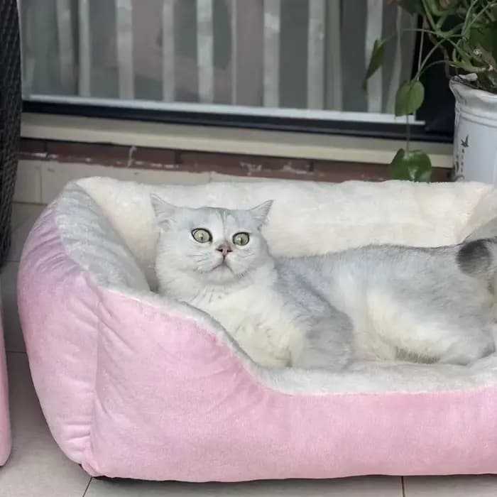 Nouveau lit pour chats