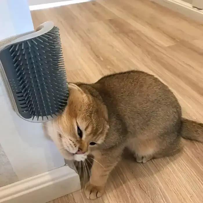 Brosse de coin massante et griffoir pour chat