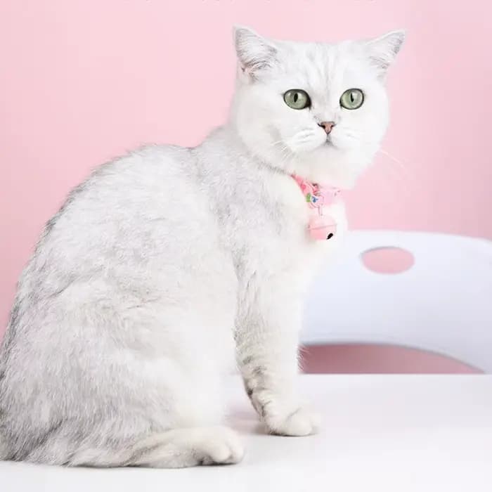 Colliers pour chatons à motif dessin animé