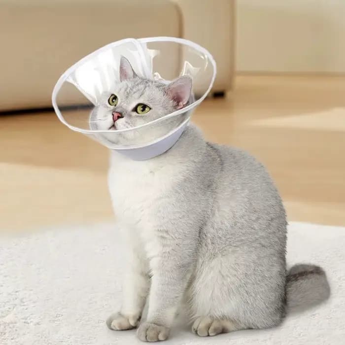 Collier cône de récupération pour chat transparent réutilisable