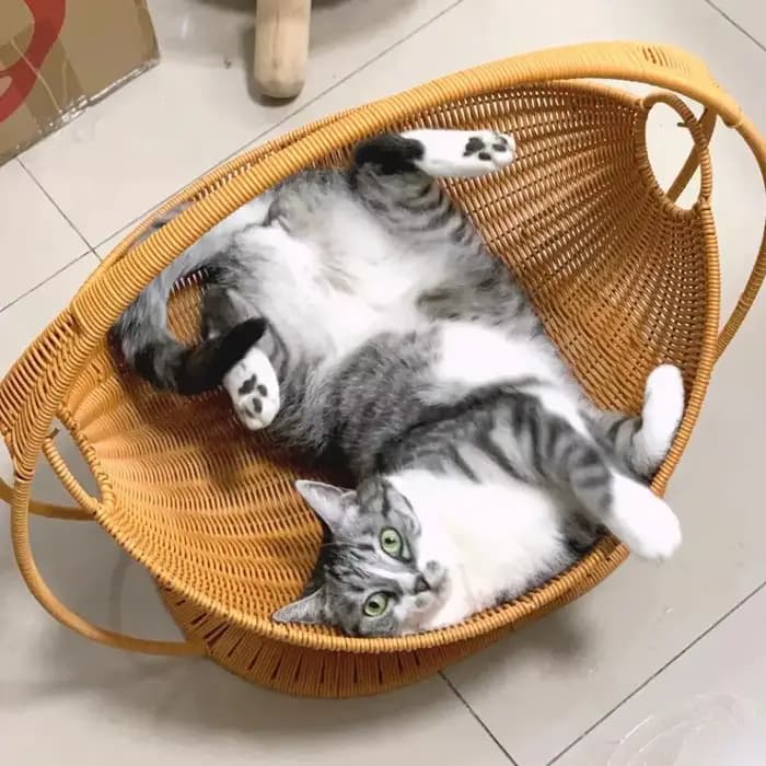 Lit pour chat semi-fermé en tissu tressé