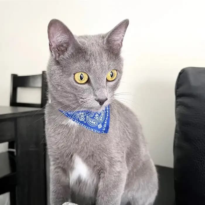Collier bandana imprimé pour animaux de compagnie