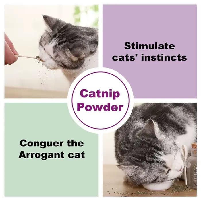 Mélange Premium sans danger pour l'herbe à chat biologique