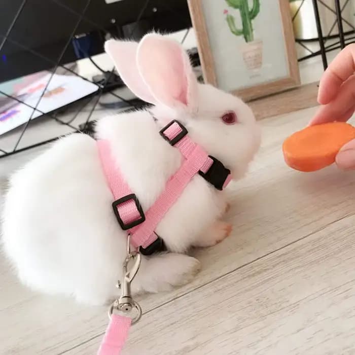 Ensemble de laisse réglable en nylon SFP pour animaux de compagnie