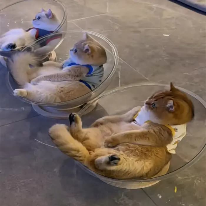 Liquidation : Cabine Spatiale pour Chat