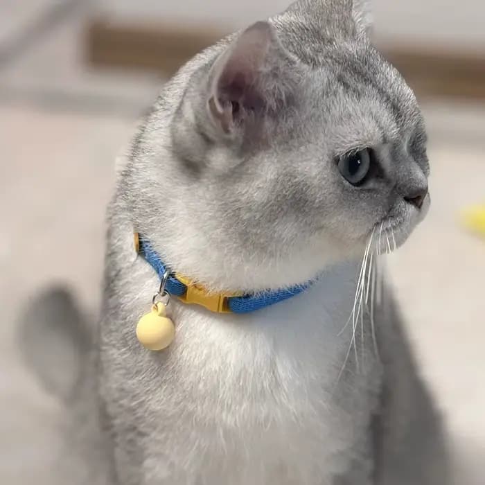Collier pour chat, sangle élastique, collier pour chiot, petit chien