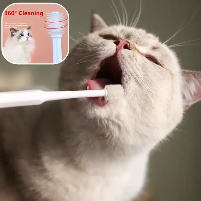 Brosse à dents pour chat