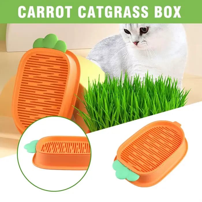 Boîte de herbe à chat hydroponique sans terre