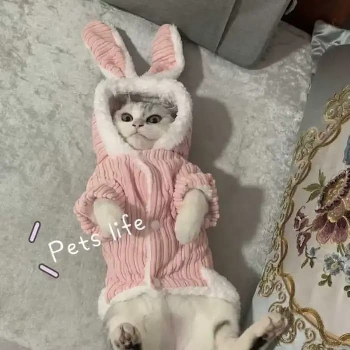 Pull d'hiver pour chat