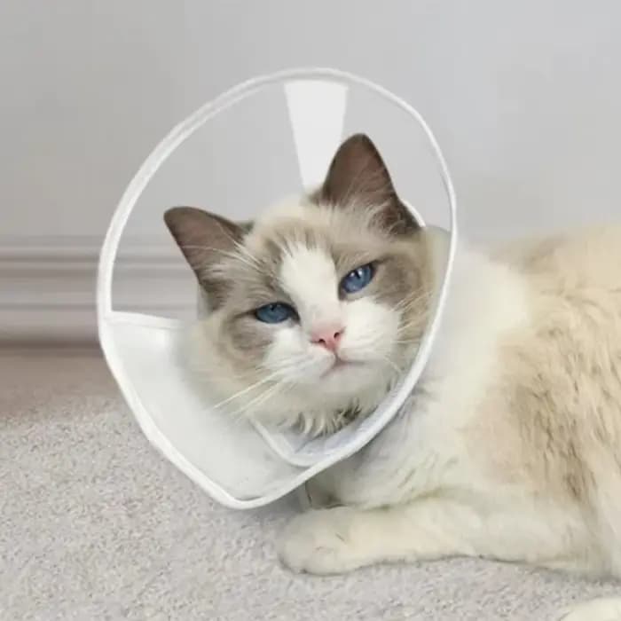 Collier de récupération transparent pour chat