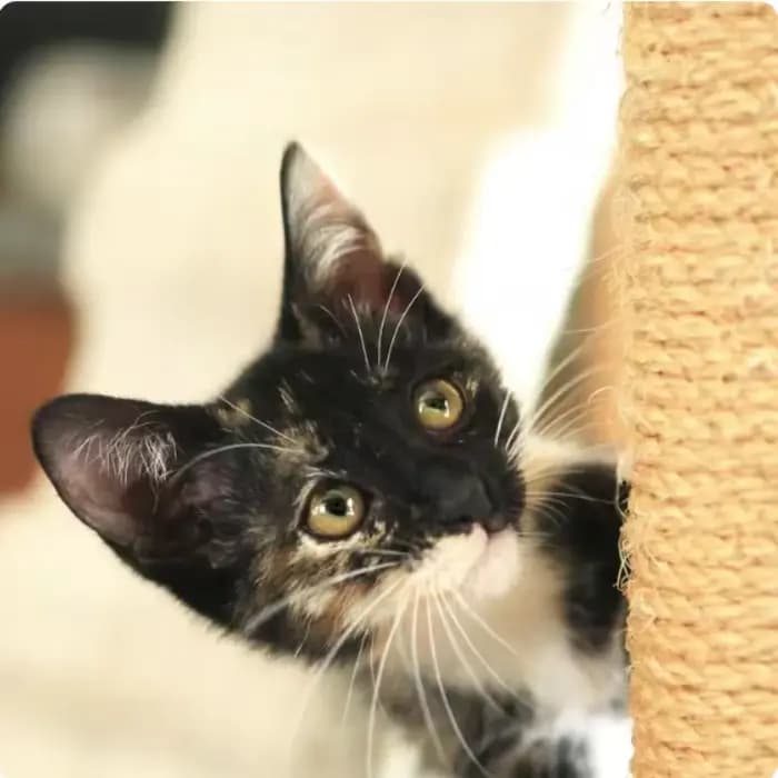 Corde en Sisal pour arbres à chat