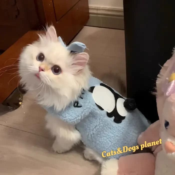 Pull pour chat mignon doux et confortable, costume d'hiver chaud, vêtements pour animaux de compagnie pour chats, pull Katten Sphynx, vêtements pour petits chiens, testostérone os