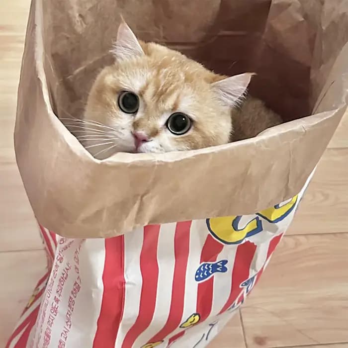 Sac à chat froissé pliable interactif pour chats