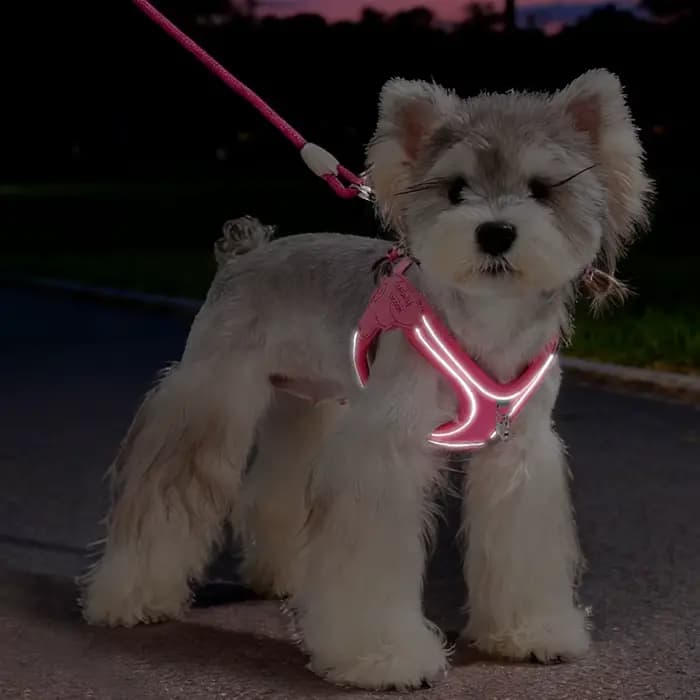 Harnais réglable anti-évasion pour chat et chien