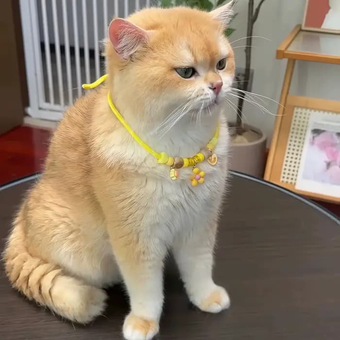 Collier anti-insectes pour animaux de compagnie