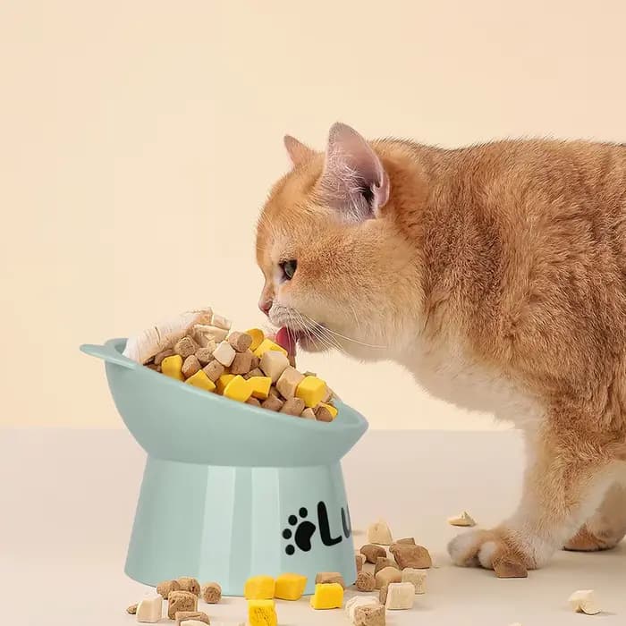 Bol de nourriture personnalisé pour chat, pied haut, pour chien et chat, impression gratuite, nom d'animal de compagnie, bols d'eau, tasse d'alimentation pour animaux de compagnie, accessoires pour ch