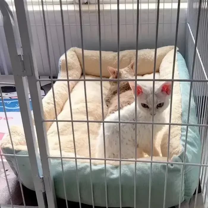 Nouveau lit pour chats