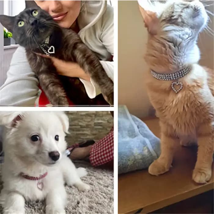 Collier élastique à trois rangées de strass pour animaux de compagnie