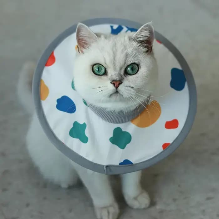 Collier Élisabéthain Imperméable et Réglable pour Animaux de Compagnie