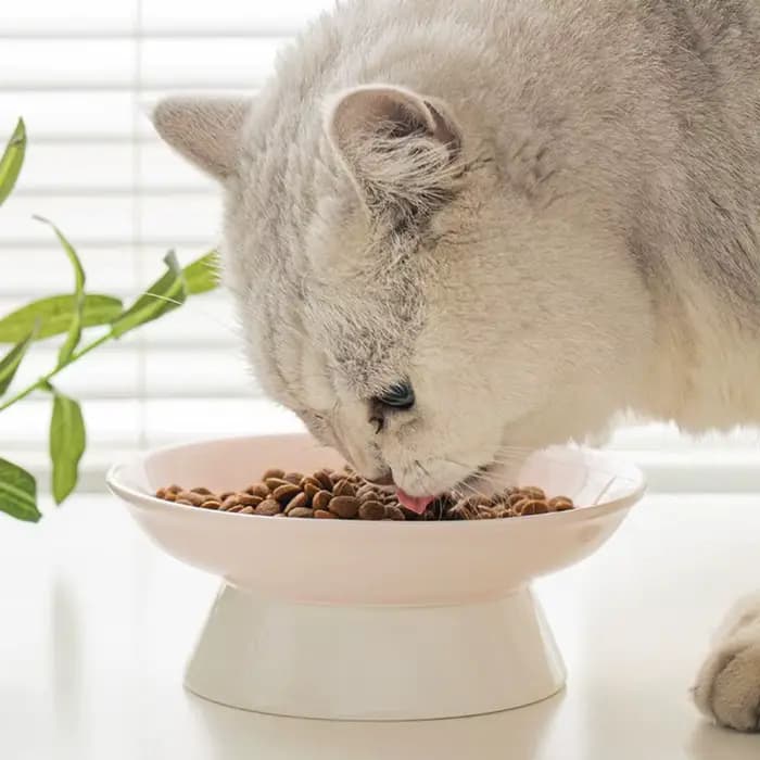 Gamelle créative en céramique pour chat