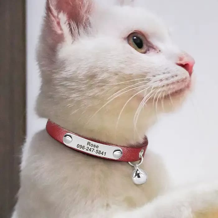 Collier de chat personnalisé réglable en cuir colliers de chats de compagnie
