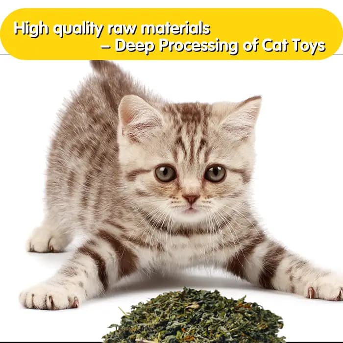 Oitabi 300 g/500 g d'herbe à chat naturelle pour chats et chatons
