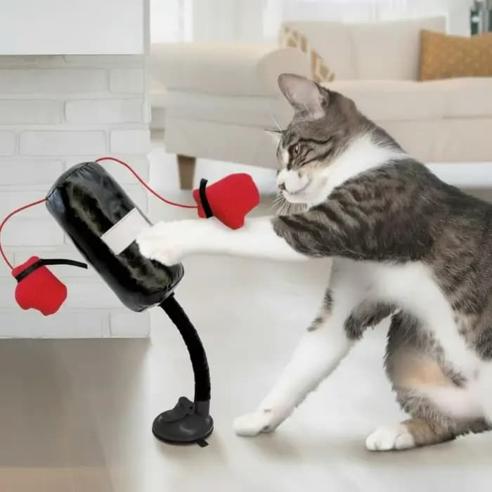 Sac de boxe pour chat, jouets d'intérieur pour adultes