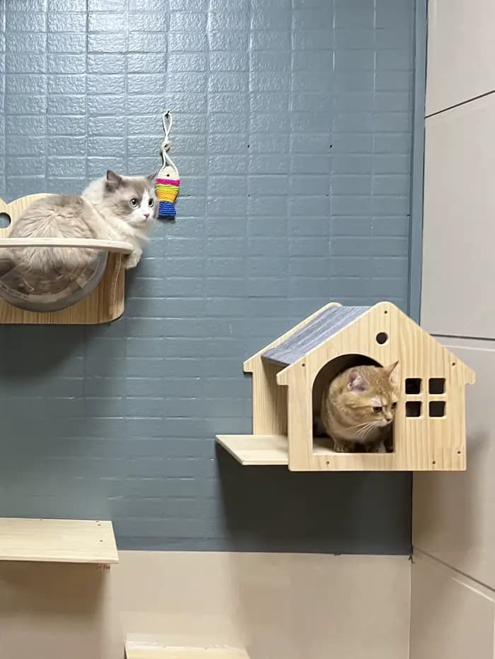 Maison d'escalade murale pour chat, étagère, lit, tour d'arbre murale, maison cachée, château de Villa pour chats d'intérieur, accessoires de couchage
