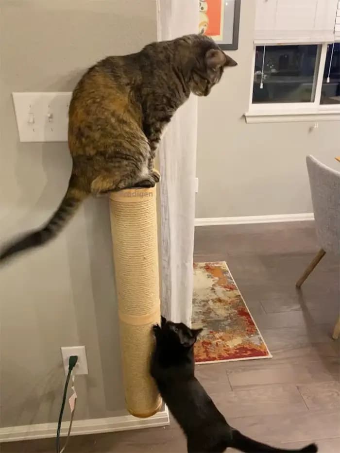 Poteau à gratter pour chat