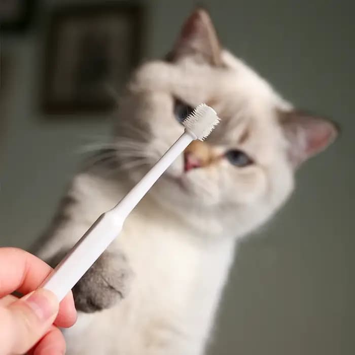 Brosse à dents pour chat