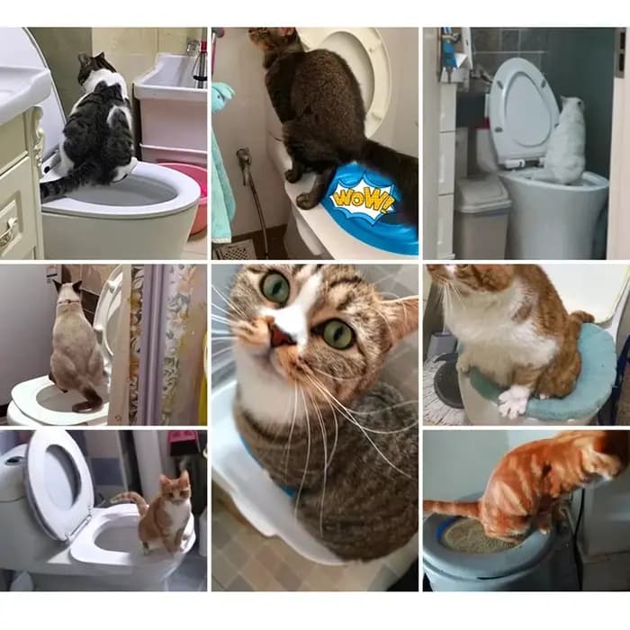 Kit d'entraînement de toilette efficace pour chat avec bac à litière et polymères