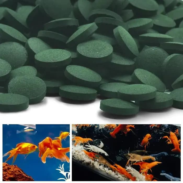 100 pièces comprimés de spiruline enrichissement nourriture pour animaux de compagnie préférée poisson cristal rouge