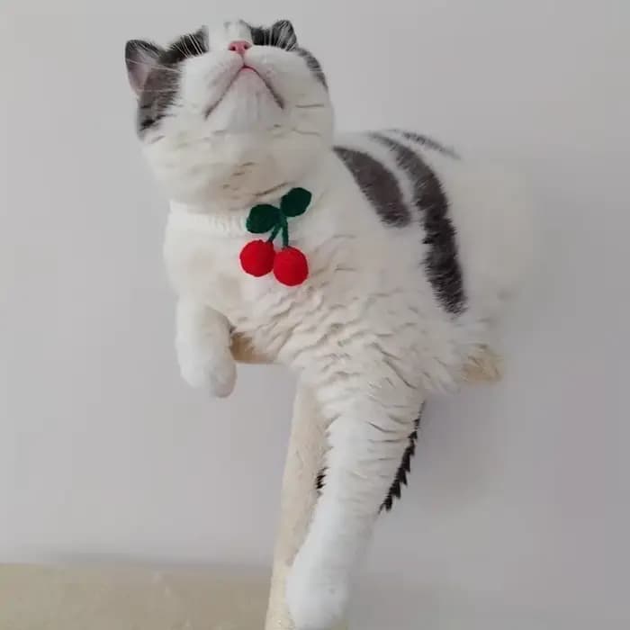 Collier pour animaux de compagnie